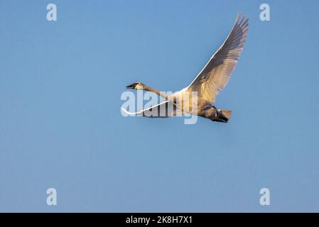 Trumpeter swan flying over a lake in northern Wisconsin. Stock Photo
