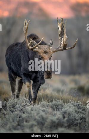 Bull Moose Stock Photo