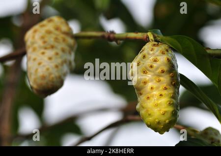 Morinda citrifolia or noni fruit is a fruit bearing tree in the coffee family rubiaceae selective focus Stock Photo