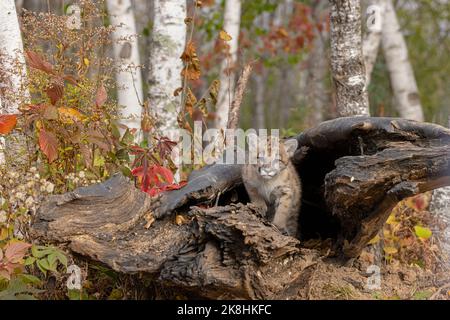 Cougar (Puma concolor) kitten Stock Photo