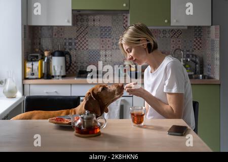 Casual European woman blonde having breakfast at kitchen table and treat dog Hungarian Vizsla  Stock Photo