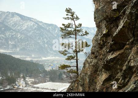 A small lone pine tree on a rocky steep slope of a high mountain overlooking a snow-covered valley. Altai, Siberia, Russia. Stock Photo