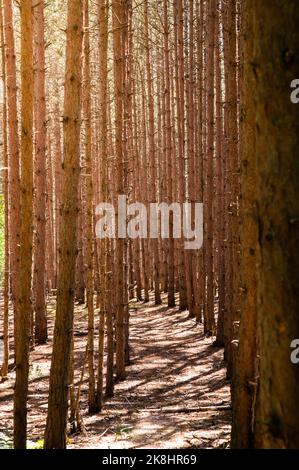 Row of pine tree trunks in morning light Stock Photo