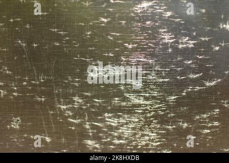Sunlight on masked grid. Texture of bright rays. Glare on fine mosquito net. Window details. Stock Photo