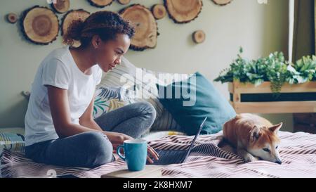 Cheerful African American student is using laptop doing homework sitting on bed at home while her adorable pet dog is resting near her. Modern technology, youth and education concept. Stock Photo