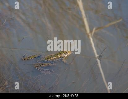 A breeding adult male Northern Leopard Frog (Lithobates pipiens) from Jefferson County, Colorado, USA. Stock Photo