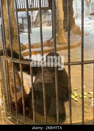 Bangkok, Thailand. 23rd Oct, 2022. The female gorilla Bua Noi. The primate has lived for more than 30 years in the zoo dubbed 'Hell Zoo' on concrete floors without daylight or nature. She is Thailand's only gorilla. Credit: Carola Frentzen/dpa/Alamy Live News Stock Photo