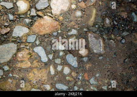 Worm Moving Among Small Stones on the Dirt Road Stock Photo