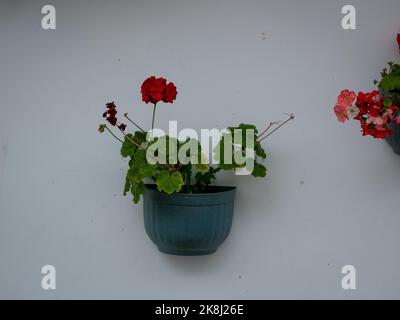 Zonal Geranium also called Garden Geranium (Pelargonium × hortorum) Red Flowers in a Hanging Planter on a White Background Stock Photo