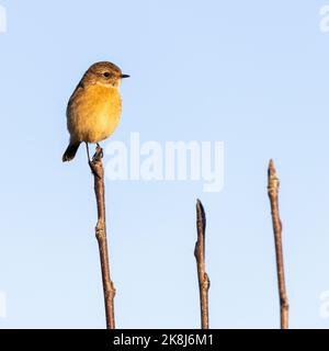 Female European Stonechat [ Saxicola rubicola ] in golden hour light prerched on thin branch with clear sky background Stock Photo