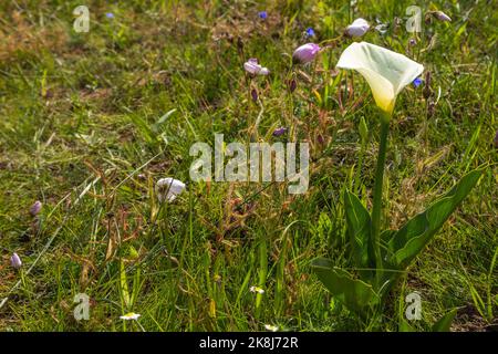 White flower of Zantedeschia aethiopica with some Drosera cistiflora in the background near Darling in the Western Cape of South Africa Stock Photo