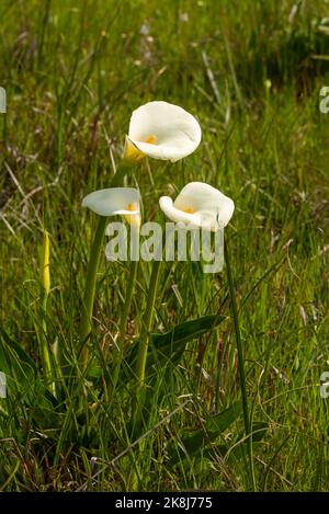 Three flowers of Zantedeschia taken in natural habitat Stock Photo