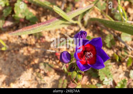 Single flower of Babiana rubrocyanea seen in natural habitat close to Darling in the Western Cape of South Africa Stock Photo