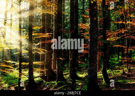 Light-flooded autumn forest in Black Forest in Germany Stock Photo