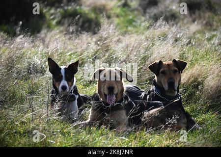 Team of working dogs Stock Photo