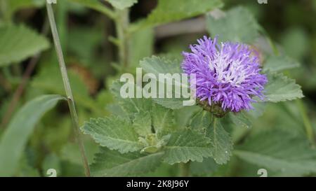 Closeup of beautiful flowers of Centratherum punctatum also known as lark daisy and Brazilian Button Flower. Ornamental and decorative plant. Stock Photo