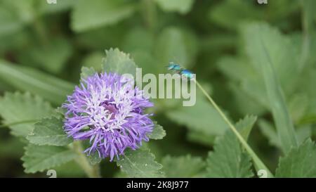 Closeup of beautiful flowers of Centratherum punctatum also known as lark daisy and Brazilian Button Flower. Ornamental and decorative plant. Stock Photo