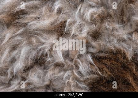 Background close-up of skins with ram fur Stock Photo