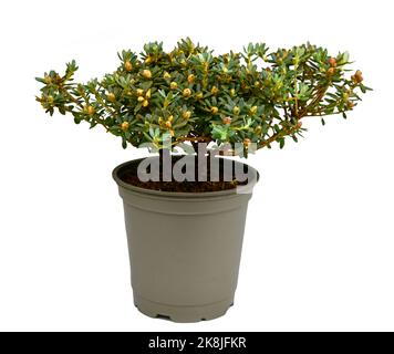 Rhododendron Impeditum Stock Photo