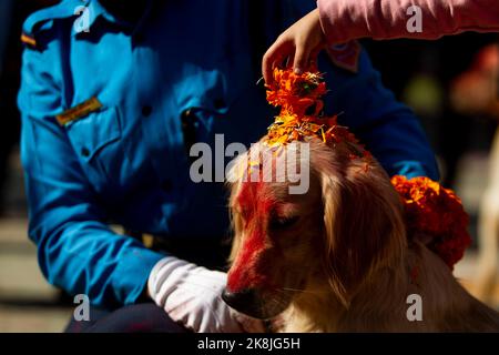 Kathmandu. 24th Oct, 2022. A dog is worshipped in Kathmandu, Nepal, Oct. 24, 2022, as Tihar, a Hindu festival also known as festival of lights, is celebrated in Nepal. Credit: Sulav Shrestha/Xinhua/Alamy Live News Stock Photo