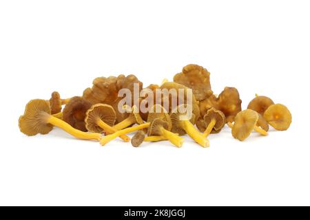 A bunch of wild edible funnel chanterelle mushrooms lie on a white background. Brown caps with decurrent pale gills and yellow hollow stalks. Stock Photo