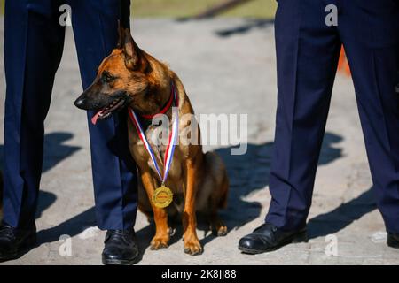 Kathmandu, Nepal. 24th Oct, 2022. A Nepalese Police trained dog with a medal seen during the dog worshipping festival “Kukkur Tihar” also called Diwali known as the festival of lights at Central Police Dog Training School in Kathmandu. In Hinduism, it is believed that dogs are the messenger of God Yama, the Lord of death and that dogs guard the doors of Heaven. Credit: SOPA Images Limited/Alamy Live News Stock Photo