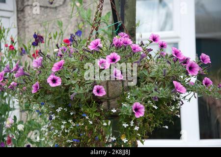 Petunias, Ridley Park, Blyth, Northumberland, Tyne and Wear Stock Photo