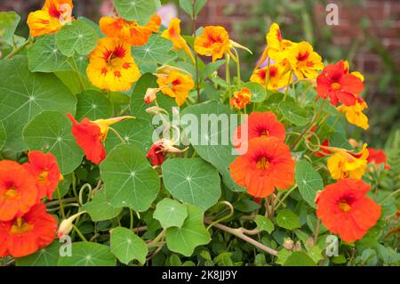 Nasturtiums, Ridley Park, Blyth, Northumberland, Tyne and Wear Stock Photo