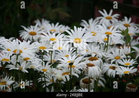 Daisies, Ridley Park, Blyth, Northumberland, Tyne and Wear Stock Photo