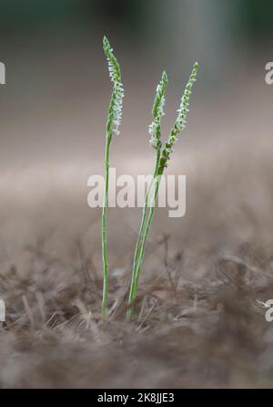 Autumn lady's tresses, spiranthes spiralis, wild orchid, Flowering in Autumn, Andalusia, Spain. Stock Photo