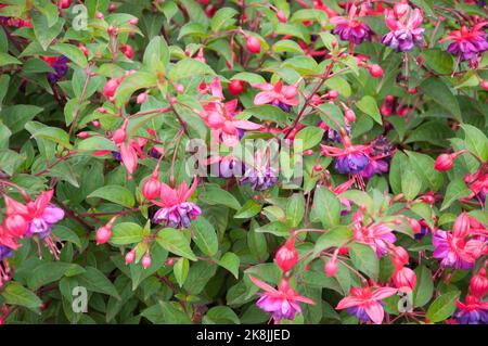 Fuscia, Ridley Park, Blyth, Northumberland, Tyne and Wear Stock Photo