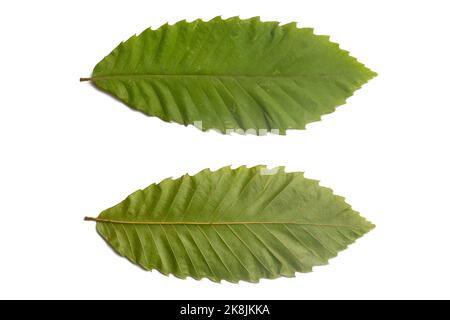 Front and back of a chestnut leaf on a white background Stock Photo