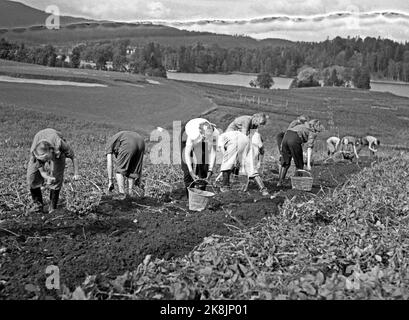 WW2 Oslo 19440924 Potato parcels at Bogstad. Women pick potatoes. .. Food Photo: NTB *** Photo not image processed ***** Stock Photo