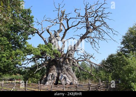 The famous Rumskulla Oak or Kvill Oak Tree(Quercus robur). One of the most ancient trees of Sweden, photographed in 2022 now in a serious state of dec Stock Photo