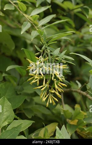 Cestrum nocturnum Stock Photo