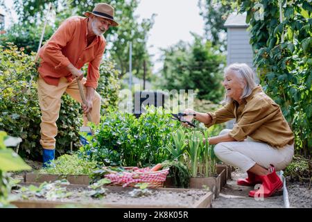 Happy senior couple working and harvesting vegetables from their garden. Stock Photo