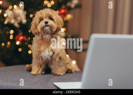 Funny discount maltipoo videos