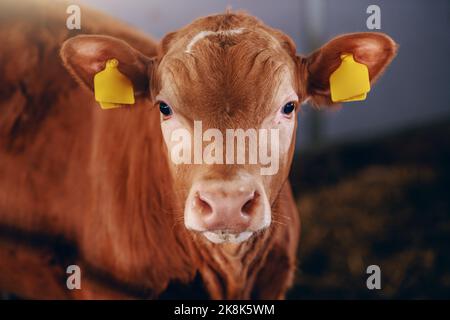 Close up of cute curious calf with tags on ears looking at camera. Byre interior. Stock Photo