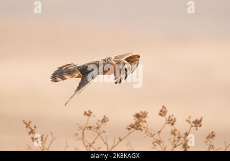 A first calendar year female Montagu's harrier (Circus pygargus) hovering, hunting over a field in autumn, La Janda, Spain. Stock Photo