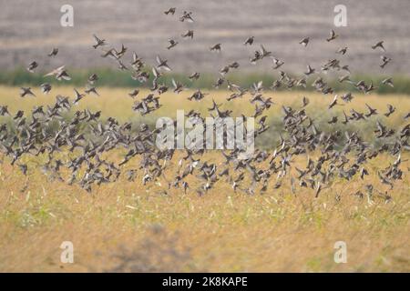 Flock of Spanish sparrows, Passer hispaniolensis, foraging on the rice fields of Spanish La janda reserve, Cadiz, Spain. Stock Photo