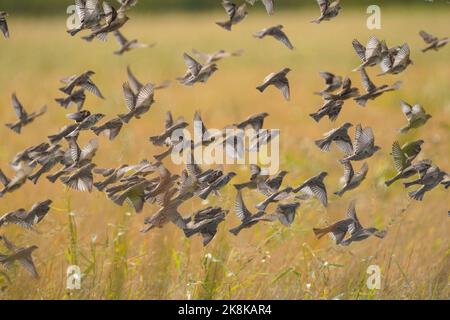 Flock of Spanish sparrows, Passer hispaniolensis, foraging on the rice fields of Spanish La janda reserve, Cadiz, Spain. Stock Photo