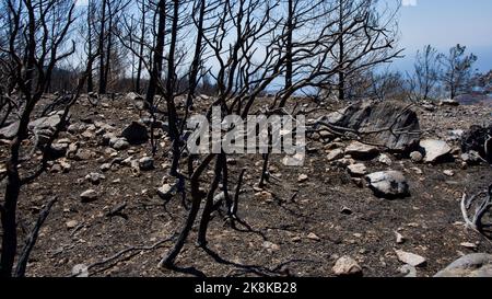 Vegetation and trees that turned to ash after the forest fire in Mugla, Datca (Muğla, �ٲ���ç��) in 2022. Forest destroyed by fire. Stock Photo