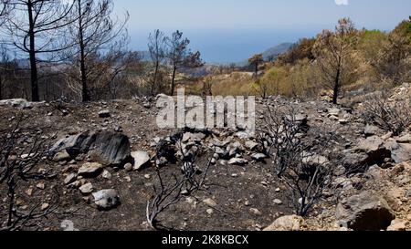 Vegetation and trees that turned to ash after the forest fire in Mugla, Datca (Muğla, �ٲ���ç��) in 2022. Forest destroyed by fire. Stock Photo