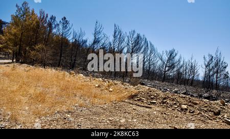 Vegetation and trees that turned to ash after the forest fire in Mugla, Datca (Muğla, �ٲ���ç��) in 2022. Forest destroyed by fire. Stock Photo