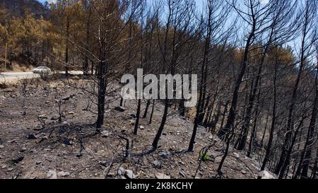 Vegetation and trees that turned to ash after the forest fire in Mugla, Datca (Muğla, �ٲ���ç��) in 2022. Forest destroyed by fire. Stock Photo