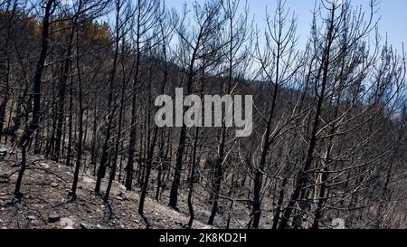 Vegetation and trees that turned to ash after the forest fire in Mugla, Datca (Muğla, �ٲ���ç��) in 2022. Forest destroyed by fire. Stock Photo