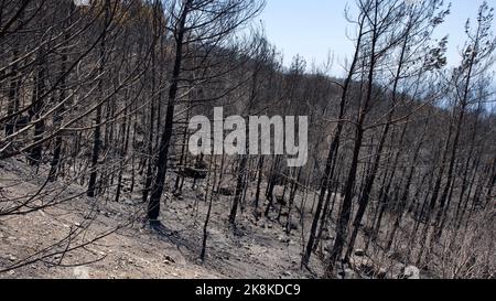 Vegetation and trees that turned to ash after the forest fire in Mugla, Datca (Muğla, �ٲ���ç��) in 2022. Forest destroyed by fire. Stock Photo