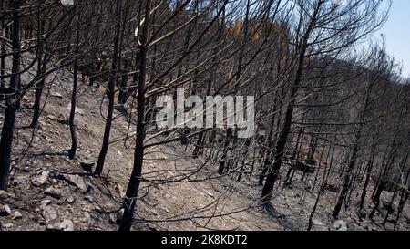 Vegetation and trees that turned to ash after the forest fire in Mugla, Datca (Muğla, �ٲ���ç��) in 2022. Forest destroyed by fire. Stock Photo