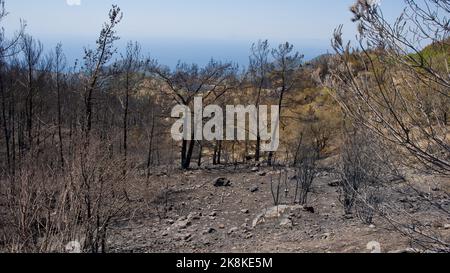 Vegetation and trees that turned to ash after the forest fire in Mugla, Datca (Muğla, �ٲ���ç��) in 2022. Forest destroyed by fire. Stock Photo