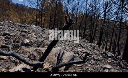 Vegetation and trees that turned to ash after the forest fire in Mugla, Datca (Muğla, Datça) in 2022. Forest destroyed by fire. Stock Photo